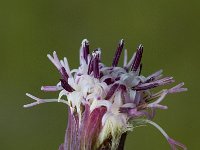 Homogyne alpina 1, Saxifraga-Jan van der Straaten