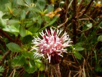 Homogyne alpina 11, Saxifraga-Ed Stikvoort