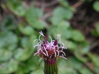 Homogyne alpina 4, Saxifraga-Ed Stikvoort