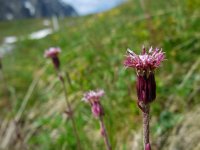 Homogyne alpina 5, Saxifraga-Ed Stikvoort