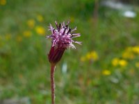 Homogyne alpina 8, Saxifraga-Ed Stikvoort