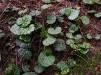 Homogyne alpina 9, Saxifraga-Ed Stikvoort