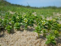 Honckenya peploides 18, Zeepostelein, Saxifraga-Ed Stikvoort