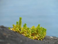 Honckenya peploides 21, Zeepostelein, Saxifraga-Ed Stikvoort