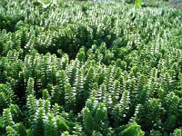 Honckenya peploides 23, Zeepostelein, Saxifraga-Ed Stikvoort