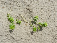 Honckenya peploides 27, Zeepostelein, Saxifraga-Rutger Barendse