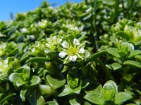 Honckenya peploides 28, Zeepostelein, Saxifraga-Rutger Barendse