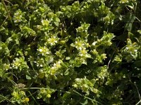 Honckenya peploides 5, Zeepostelein, Saxifraga-Jan van der Straaten