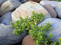 Honckenya peploides 8, Zeepostelein, Saxifraga-Jeroen Willemsen