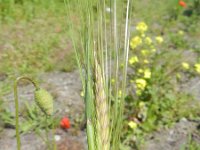 Hordeum distichon 2, Chevaliergerst, Saxifraga-Rutger Barendse