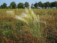 Hordeum jubatum 11, Kwispelgerst, Saxifraga-Ed Stikvoort