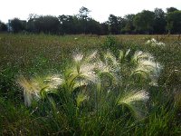 Hordeum jubatum 13, Kwispelgerst, Saxifraga-Ed Stikvoort