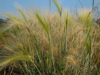 Hordeum jubatum 14, Kwispelgerst, Saxifraga-Ed Stikvoort