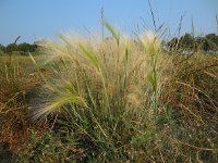 Hordeum jubatum 15, Kwispelgerst, Saxifraga-Ed Stikvoort