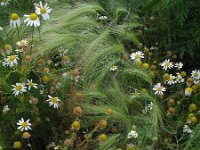 Hordeum jubatum 18, Kwispelgerst, Saxifraga-Rutger Barendse