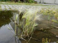 Hordeum jubatum 19, Kwispelgerst, Saxifraga-Rutger Barendse