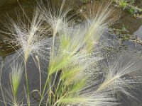 Hordeum jubatum 20, Kwispelgerst, Saxifraga-Rutger Barendse