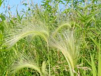 Hordeum jubatum 22, Kwispelgerst, Saxifraga-Rutger Barendse