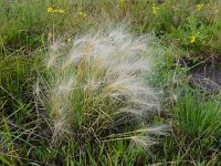 Hordeum jubatum 5, Kwispelgerst, Saxifraga-Peter Meininger