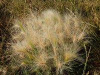 Hordeum jubatum 6, Kwispelgerst, Saxifraga-Peter Meininger