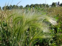 Hordeum jubatum 7, Kwispelgerst, Saxifraga-Peter Meininger