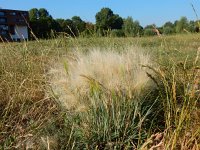 Hordeum jubatum 8, Kwispelgerst, Saxifraga-Peter Meininger