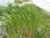 Hordeum leporinum 2, Saxifraga-Jasenka Topic