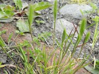 Hordeum leporinum 3, Saxifraga-Rutger Barendse