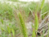 Hordeum marinum 10, Zeegerst, Saxifraga-Rutger Barendse