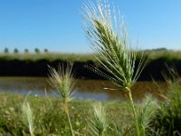 Hordeum marinum 12, Zeegerst, Saxifraga-Ed Stikvoort