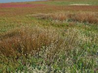 Hordeum marinum 13, Zeegerst, Saxifraga-Ed Stikvoort