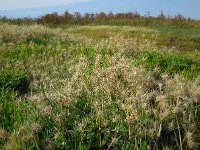 Hordeum marinum 14, Zeegerst, Saxifraga-Ed Stikvoort