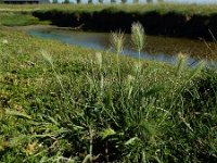 Hordeum marinum 15, Zeegerst, Saxifraga-Ed Stikvoort