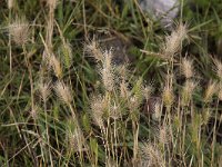 Hordeum marinum 2, Zeegerst, Saxifraga-Peter Meininger