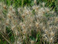 Hordeum marinum 20, Zeegerst, Saxifraga-Ed Stikvoort