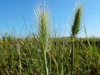 Hordeum marinum 21, Zeegerst, Saxifraga-Ed Stikvoort