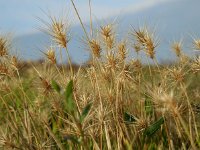 Hordeum marinum 23, Zeegerst, Saxifraga-Ed Stikvoort