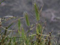 Hordeum marinum 6, Zeegerst, Saxifraga-Peter Meininger