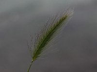 Hordeum marinum 7, Zeegerst, Saxifraga-Peter Meininger