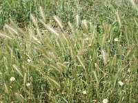 Hordeum murinum 2, Kruipertje, Saxifraga-Jan van der Straaten