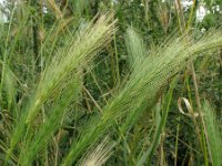 Hordeum murinum 3, Kruipertje, Saxifraga-Rutger Barends