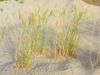 Hordeum murinum 8, Kruipertje, Saxifraga-Rutger Barendse