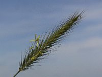 Hordeum secalinum 3, Veldgerst, Saxifraga-Peter Meininger