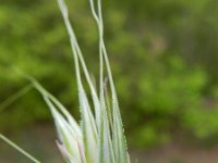 Hordeum vulgare 11, Gerst, Saxifraga-Rutger Barendse