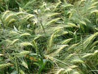 Hordeum vulgare 5, Gerst, Saxifraga-Hans Dekker