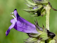 Horminum pyrenaicum 12, Saxifraga-Sonja Bouwman  Pyrenean dead-nettle - Horminum pyrenaicum - Lamiaceae familie