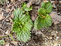 Horminum pyrenaicum 9, Saxifraga-Rutger Barendse