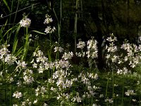 Hottonia palustris 14, Waterviolier, Saxifraga-Jan van der Straaten