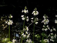 Hottonia palustris 15, Waterviolier, Saxifraga-Jan van der Straaten