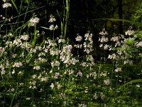 Hottonia palustris 18, Waterviolier, Saxifraga-Jan van der Straaten